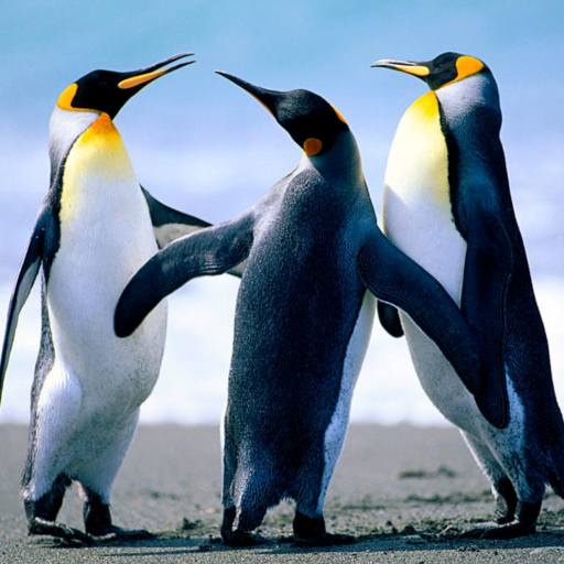 THE AMERICAN POSEIDON ADVENTURE